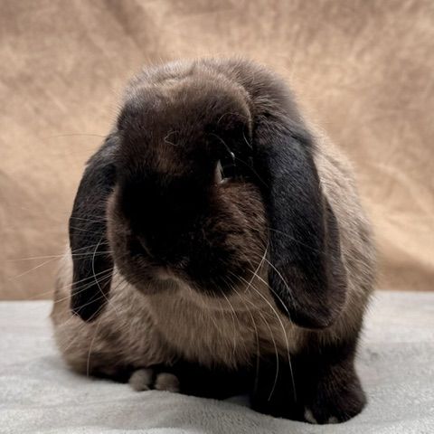 Lapin nain rex, bélier nain et nain de couleur #1