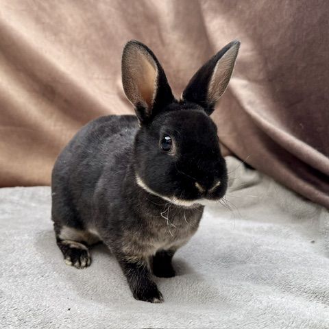 Lapin nain rex, bélier nain et nain de couleur #2