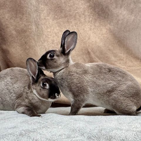 Lapin nain rex, bélier nain et nain de couleur #4