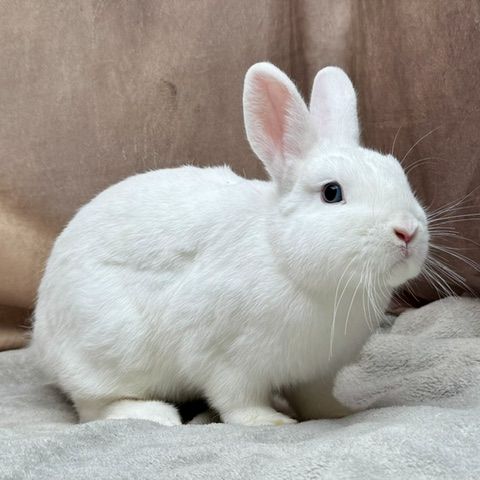 Lapin nain rex, bélier nain et nain de couleur #5