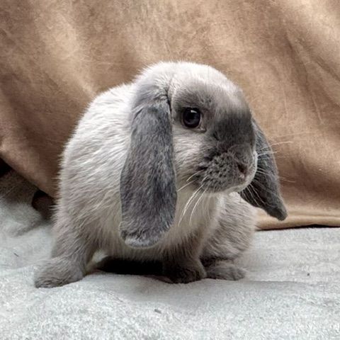 Lapin nain rex, bélier nain et nain de couleur #6