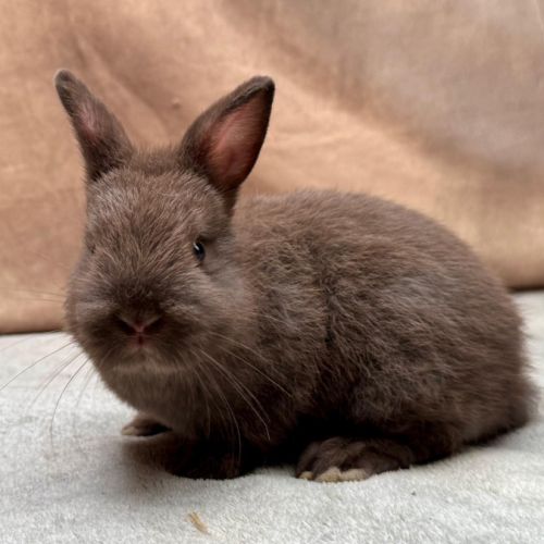 Lapin nain rex, bélier nain et nain de couleur #8