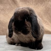 Lapin nain rex, bélier nain et nain de couleur #1