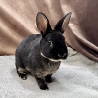 Lapin nain rex, bélier nain et nain de couleur #2