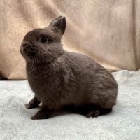 Lapin nain rex, bélier nain et nain de couleur #3