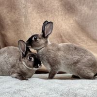 Lapin nain rex, bélier nain et nain de couleur #4