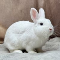 Lapin nain rex, bélier nain et nain de couleur #5
