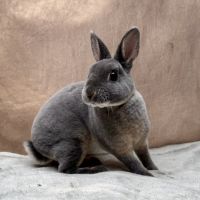 Lapin nain rex, bélier nain et nain de couleur