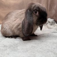 Lapin nain rex, bélier nain et nain de couleur #9