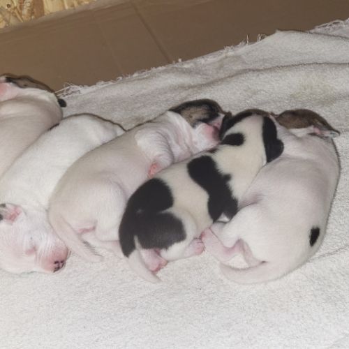 Chiots parson russell lof #2