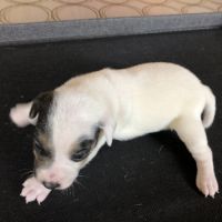 Chiots parson russell lof #1