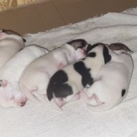 Chiots parson russell lof #2