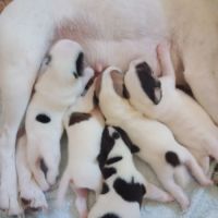 Chiots parson russell lof