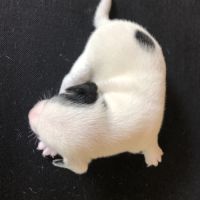 Chiots parson russell lof #4