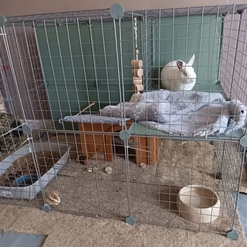 Lapin 8 mois non castré