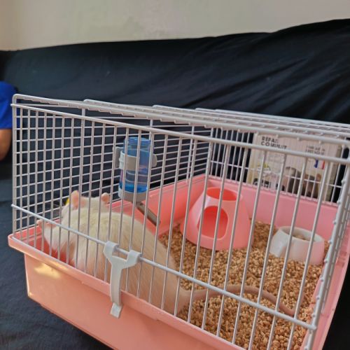 Rat à donner environ 9 mois