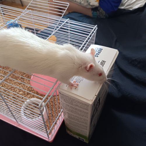 Rat à donner environ 9 mois #2