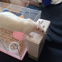 Rat à donner environ 9 mois #2