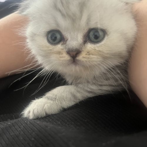 Magnifique chaton #2