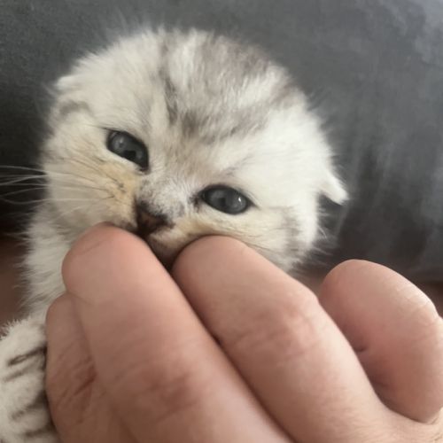 Magnifique chaton