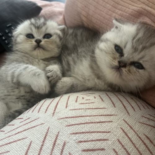 Magnifique chaton #4