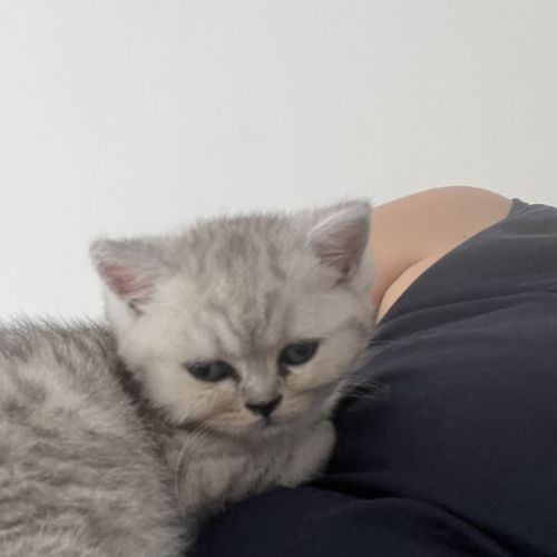 Magnifique chaton #5