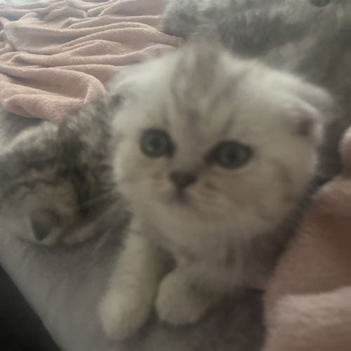Magnifique chaton #7