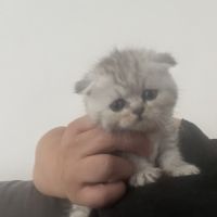 Magnifique chaton #1
