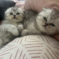 Magnifique chaton #4