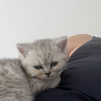 Magnifique chaton #5