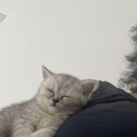 Magnifique chaton #6