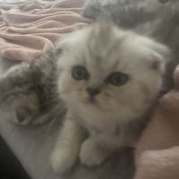 Magnifique chaton #7