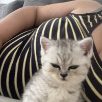 Magnifique chaton #8