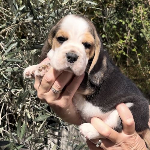 Chiots beagle tricolores #1