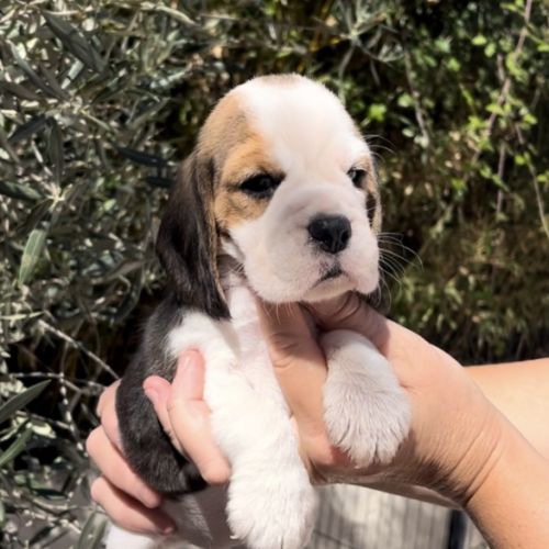 Chiots beagle tricolores