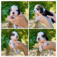 Femelles beagle tricolores