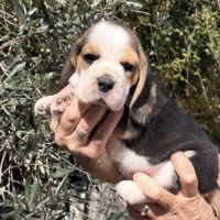 Chiots beagle tricolores #1