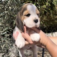 Chiots beagle tricolores #2