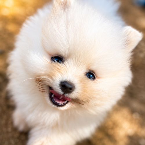 Spitz nain #3