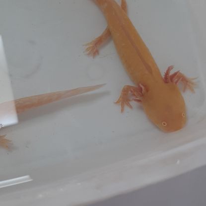 Axolotl  juvénile #1
