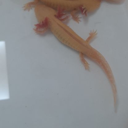 Axolotl  juvénile #2