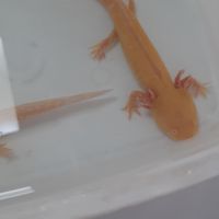 Axolotl  juvénile #1