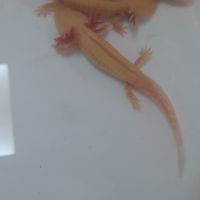 Axolotl  juvénile #2