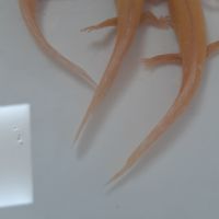 Axolotl  juvénile