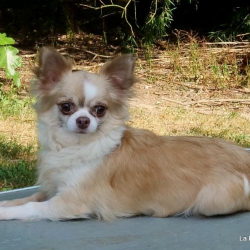Chihuahua poil long femelle 5 ans. #0