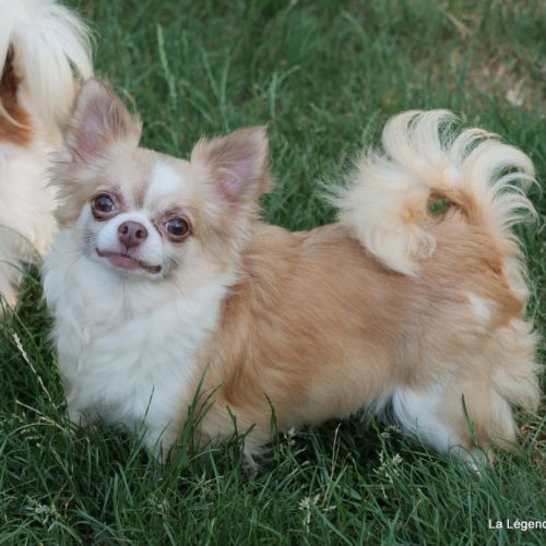Chihuahua poil long femelle 5 ans. #2