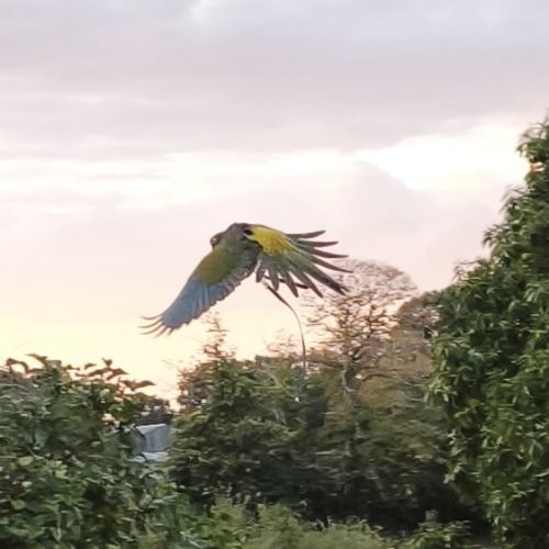 Conure de patagonie eam #2