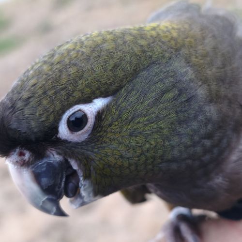 Conure de patagonie eam #3