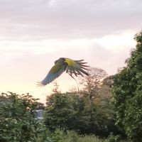 Conure de patagonie eam #2