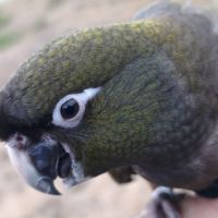 Conure de patagonie eam #3